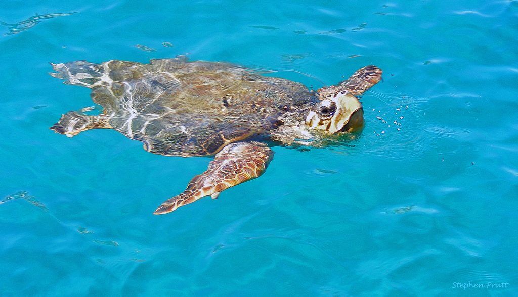 Loggerhead Sea Turtle